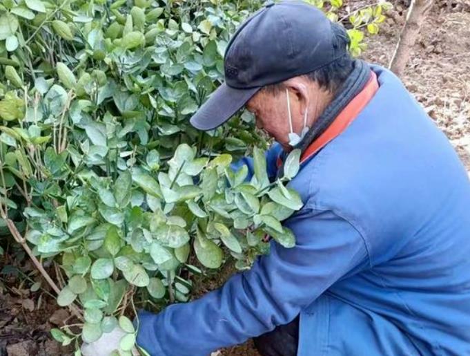 菏泽港湾新城物业项目部开展春季绿化补植及养护工作