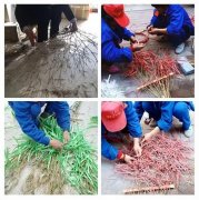 银湾集团｜环卫质量专题：环卫保洁竟然这么潮 扫帚诠释集团精细化服务理念