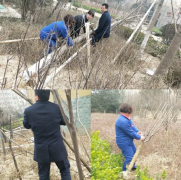 银湾集团｜物业专题： 港湾新城清理枯枝落叶 美化环境除隐患