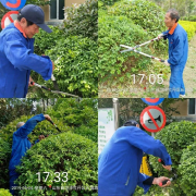 银湾集团｜物业专题：港湾新城小区开展苗木修剪造型 提升整体景观效果