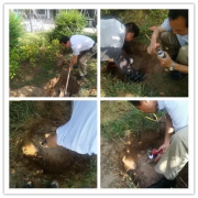 银湾集团｜物业专题：怡欣花园物业员工及时抢修绿化漏水管道 第一时间消除安全隐患