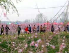 宁陵项目部环卫与疫情防控两弦紧绷 全面助力梨花节桃花节