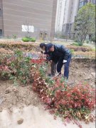 物业专题：天正·中央大街开展春季绿化补植工作