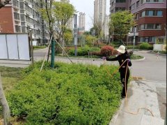 怡欣花园开展园区绿化病虫害防治工作