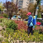 物业专题：天正·中央大街开展园区绿化养护工作